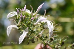 Lobelia nicotianifolia